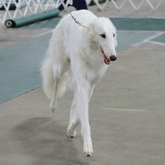 Meet your Posher, Casey - Picture 1 of 1